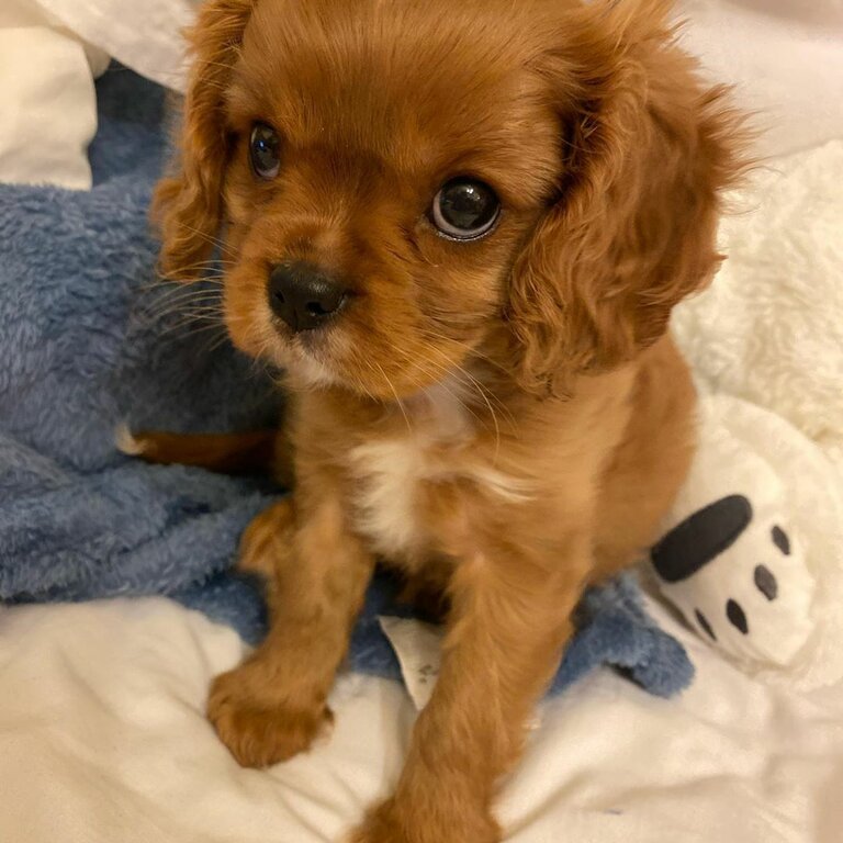 Cavalier King Charles Spaniel puppies Male &amp; Female