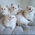 Ragdoll Kittens-0