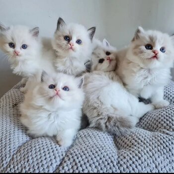 Ragdoll Kittens