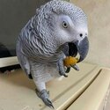 sweet and lovely african grey parrots for adoption  