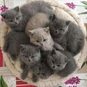 adorable british shorthair kittens for adoption-0