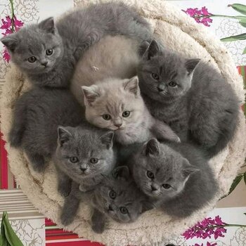 adorable british shorthair kittens for adoption