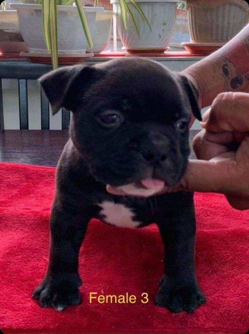 AMERICAN BULLY FOR SALE