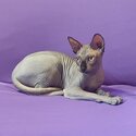 SPHYNX KITTENS FOR SALE PHILIPPINES [CATS] 0945-7024296-1
