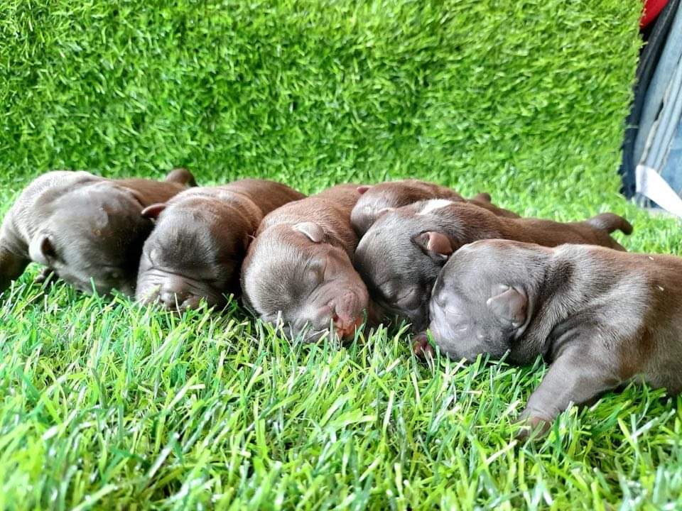 Exotic bully Puppies