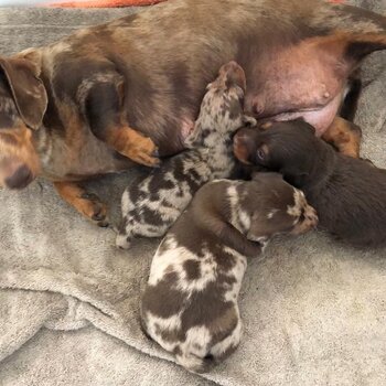 cute Dachshund puppies