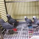 lovely hand tamed african grey parrots   -0