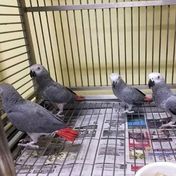 lovely hand tamed african grey parrots   