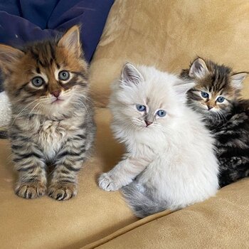 Maine Coon kittens for adoption