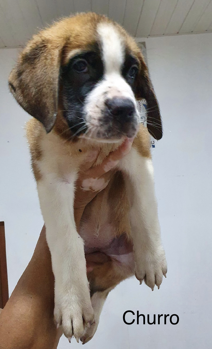 St Bernard pups