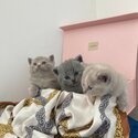 playful British shorthair babies for adoption-0