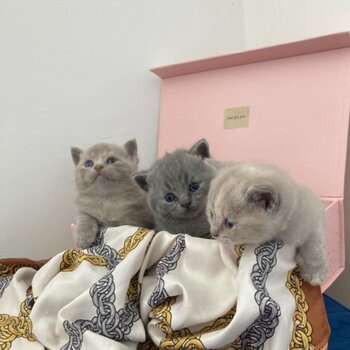 playful British shorthair babies for adoption