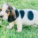 besset hound available -3