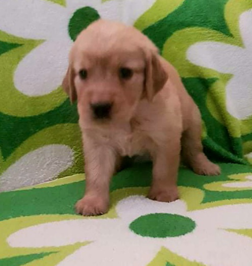 Golden Retriever Puppies!