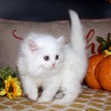 Life Companion Munchkin kitten