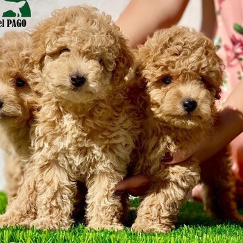 Toy Poodle Puppies