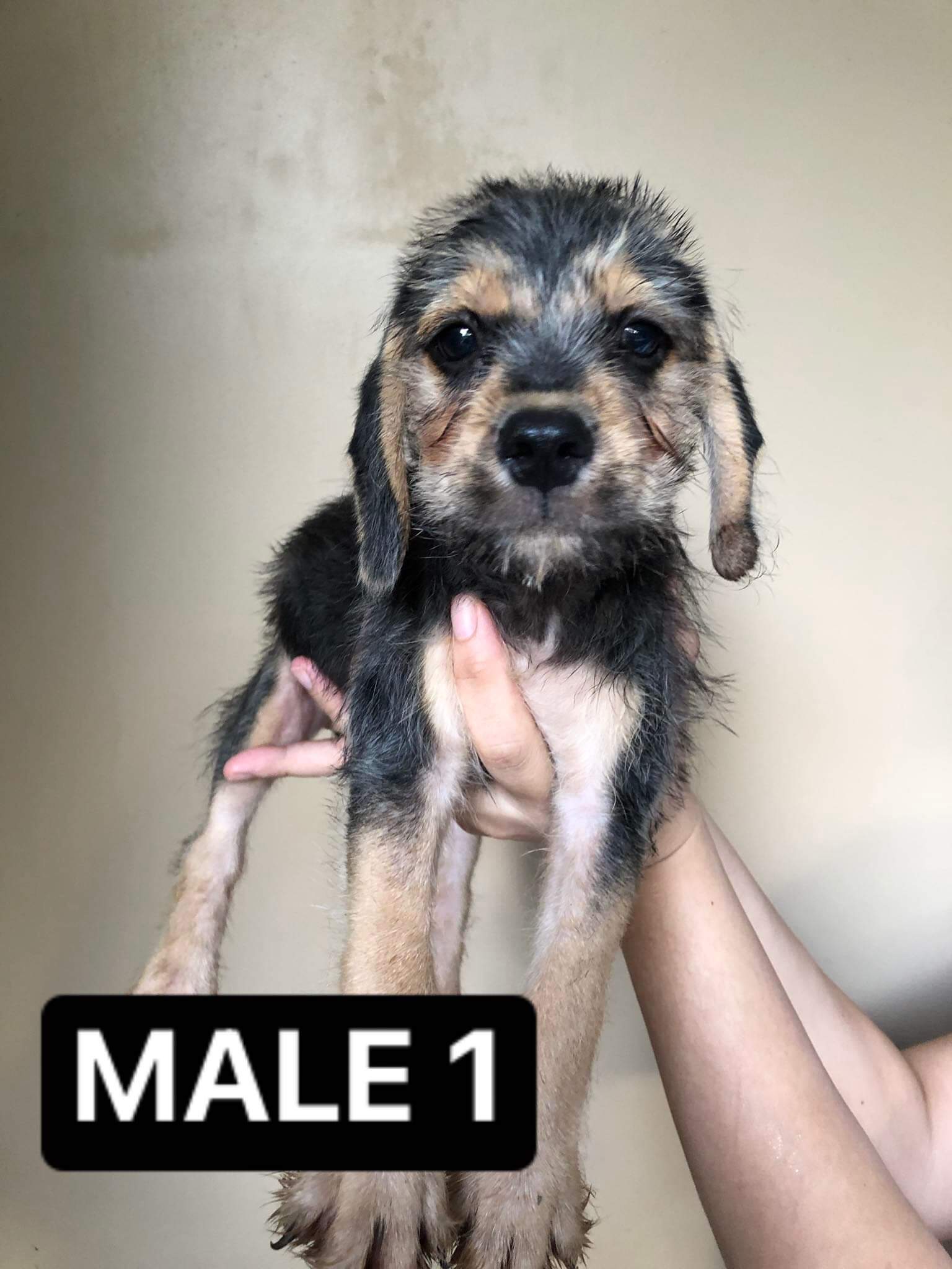 For Sale Puppies (Beagle x Mini Schnauzer)