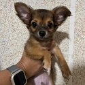 Chihuahua Pure Breed with PCCI paper
