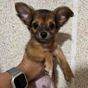 Chihuahua Pure Breed with PCCI paper-3