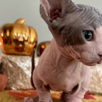 a wonderful companion bambino kitten available