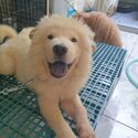 Chow chow - 5 months old - Fully vaccinated by a licensed VET with Anti-rabies ( CP: 09277774626 ) -3