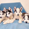 Purebred Siberian Husky-2