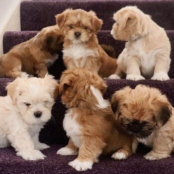 Lhasa Apso Puppies