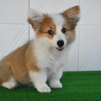 Pembroke welsh corgi puppies for sale( Contact WhatsApp +63 909 238 4705 or Viber +63 9687207187)