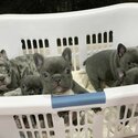 adorable french bulldog puppies for adoption viber:+63 9695610572