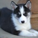 Siberian Huskies Whatsapp/Viber:(+63-945-546-4913) 