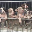 American Bully Puppies-0