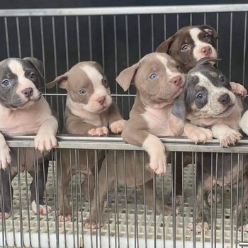 American Bully Puppies