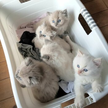 Puffy Ragdoll Kittens