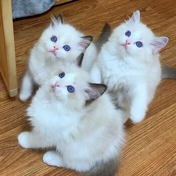 Adorable Ragdoll kittens