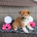 Male and female Shiba Inu puppies ready-0