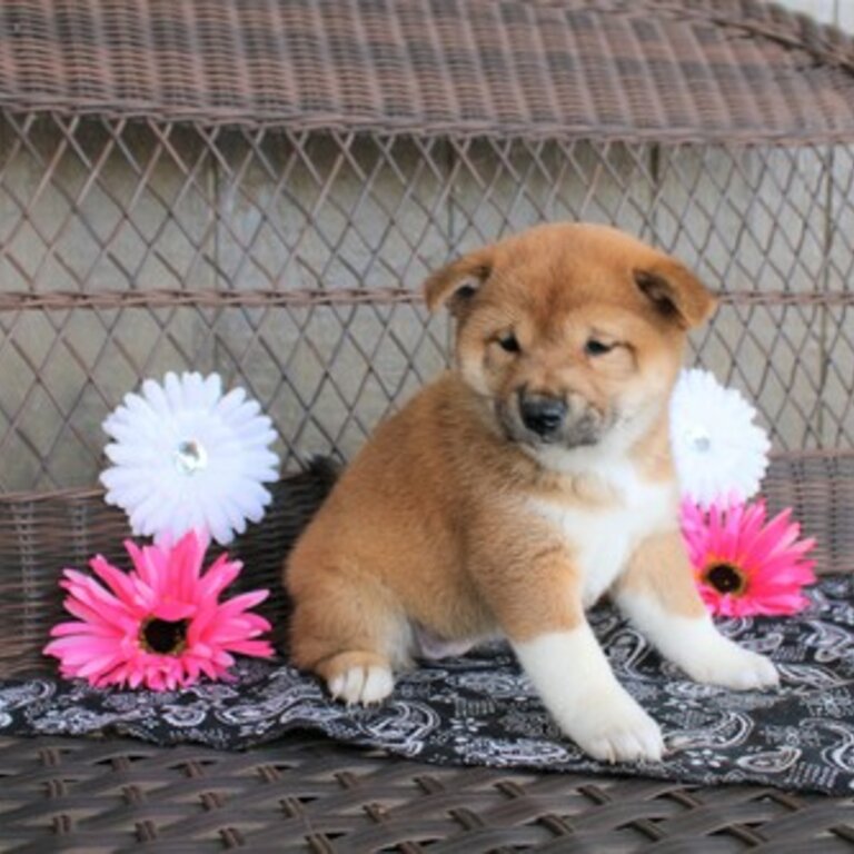 Male and female Shiba Inu puppies ready