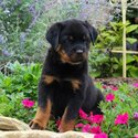 Rottweiler Puppies Girls and boys For Sale..whatsapp me or viber at:  +639192705547