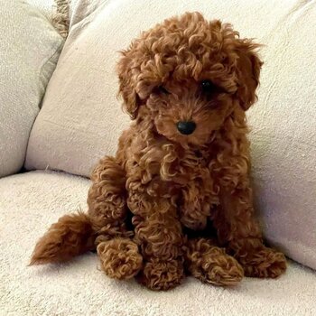 Poodle Toy puppies