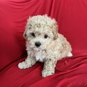 Gorgeous Maltipoo Girls & Boys 