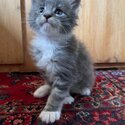 Charming Maine coon Kittens-0