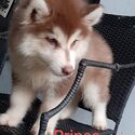 Cute Male husky for rehoming-1