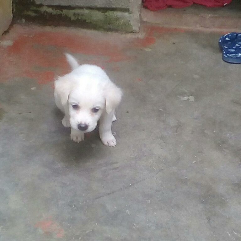 Mixed Doxiepoo Puppy
