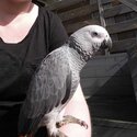 african grey parrot for adoption-1