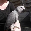 african grey parrot for adoption