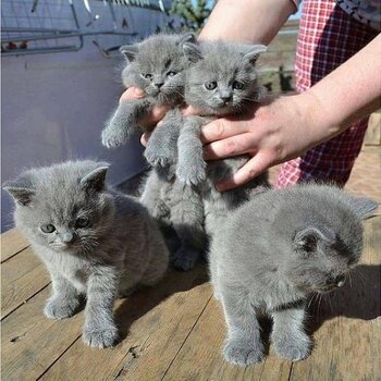 Gccf Champion Pedigree British Shorthair Kittens