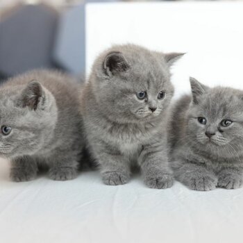 british shorthair male and female kittens
