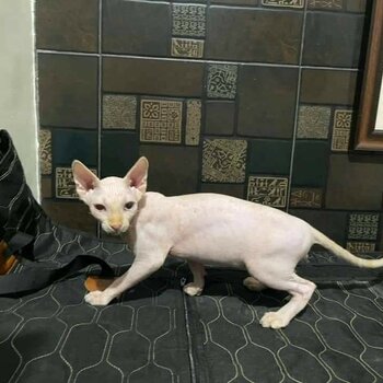 Sphynx male 1 year old