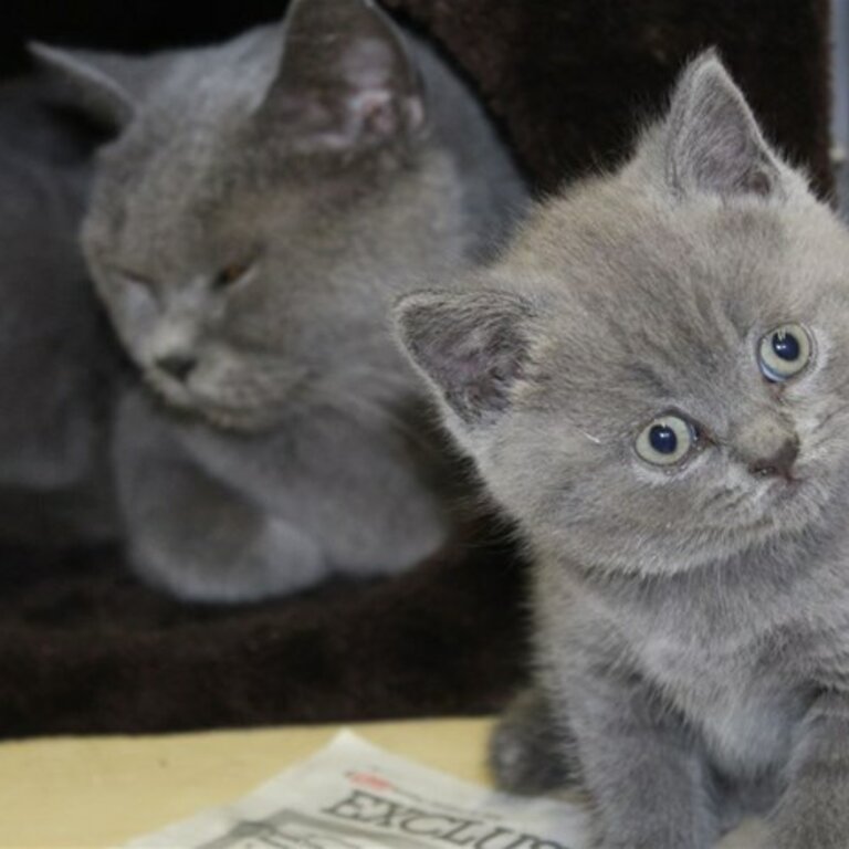 British Shorthair Kittens  viber:+63-945-413-6749  whatsapp:+63-977-672-4607 