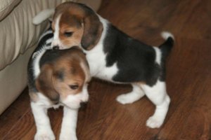 Dogs - Cute beagle puppies for sale or Adoption Metro Manila [Dogs] Philippines