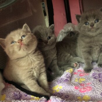 british shorthair kittens for adoption